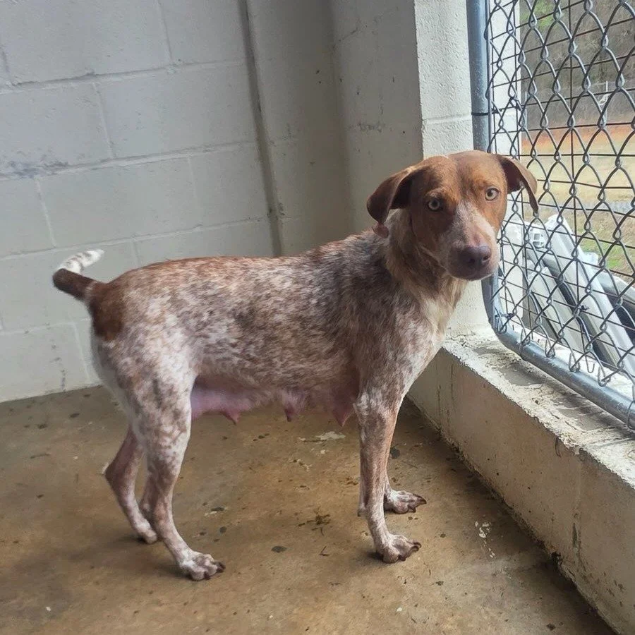 How can you not fall in love with that face?

Mel Bama was in a rural shelter with her litter of puppies. They had no outlet to find them homes and asked for help. Because of her amazing foster, we were able to say YES! Her puppies are safe in our fo