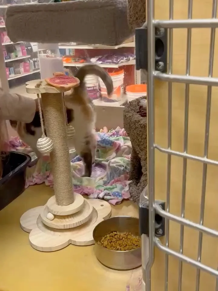 🥶 It&rsquo;s chilly out&hellip; but our kitties are bringing the cozy! 🐾
Come warm up with some purrs and cuddles at our cat adoption event today! 😻

Looking for love with whiskers? Our adoptable kitties are ready to meet you. Every cat is fixed, 