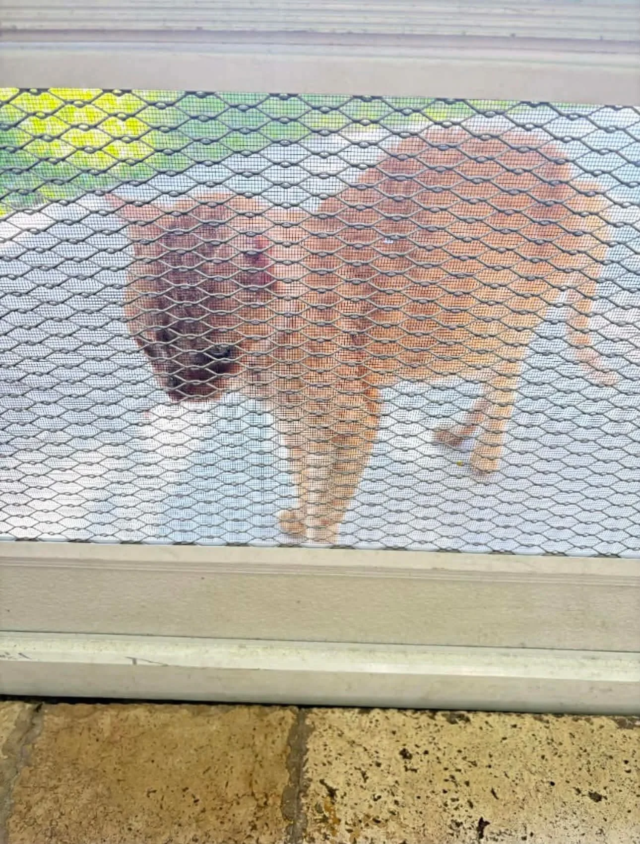 🚨 EMERGENCY FOSTER OR ADOPTER NEEDED &ndash; SWEET POTATO 🚨

Sweet Potato was adopted from us 10 years ago. Recently, he was abandoned outside and left to fend for himself. Thankfully, he was found outside another shelter, scanned for a microchip, 