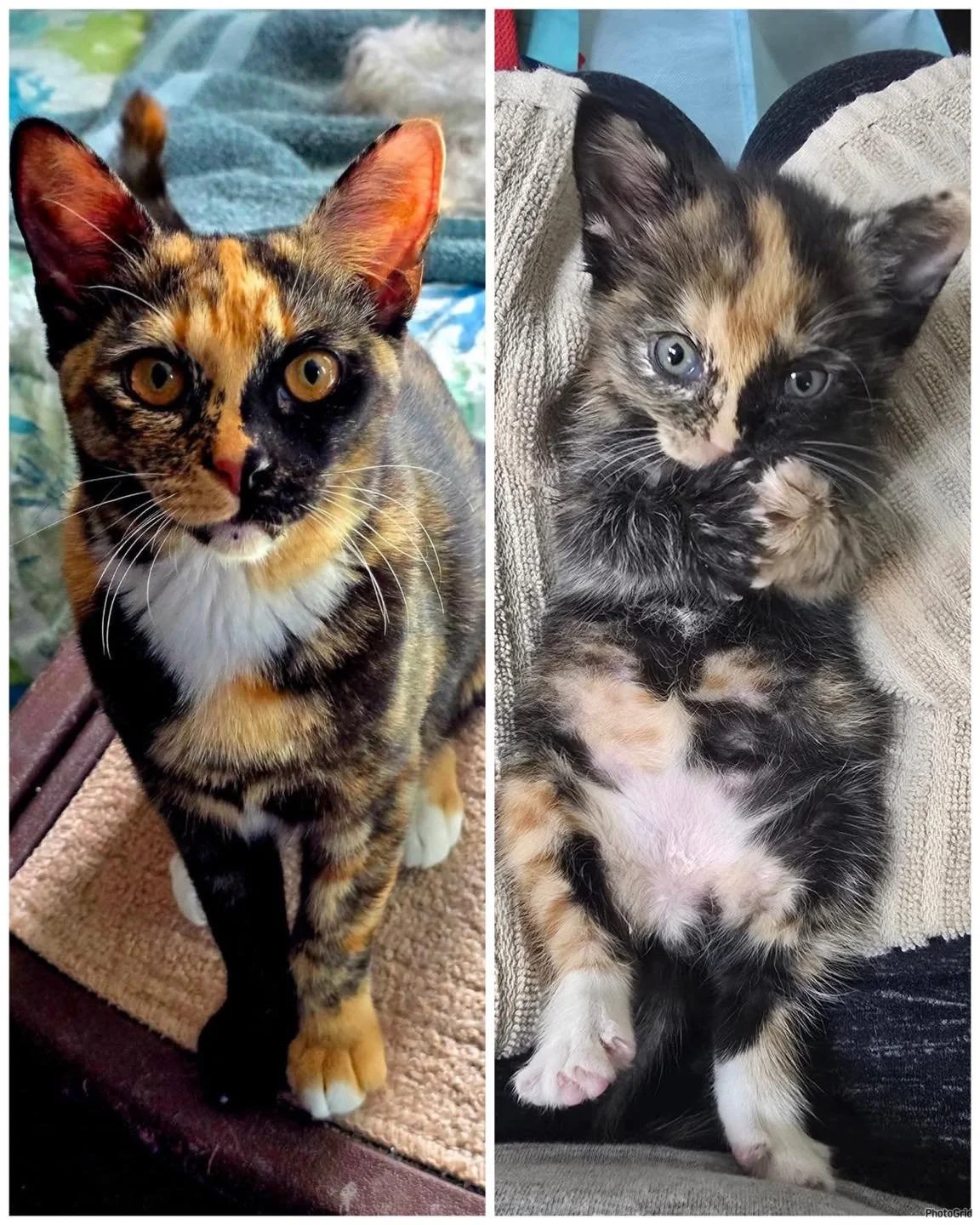 The ✨GlowUp✨ is REAL, and her name is Sienna! 😻

This 5.5-month-old calico is a full-on character. Found as a tiny kitten, she was lovingly bottle-fed and cared for by our amazing Good Karma team 💖

Like most calicos, Sienna is a perfect mix of sas