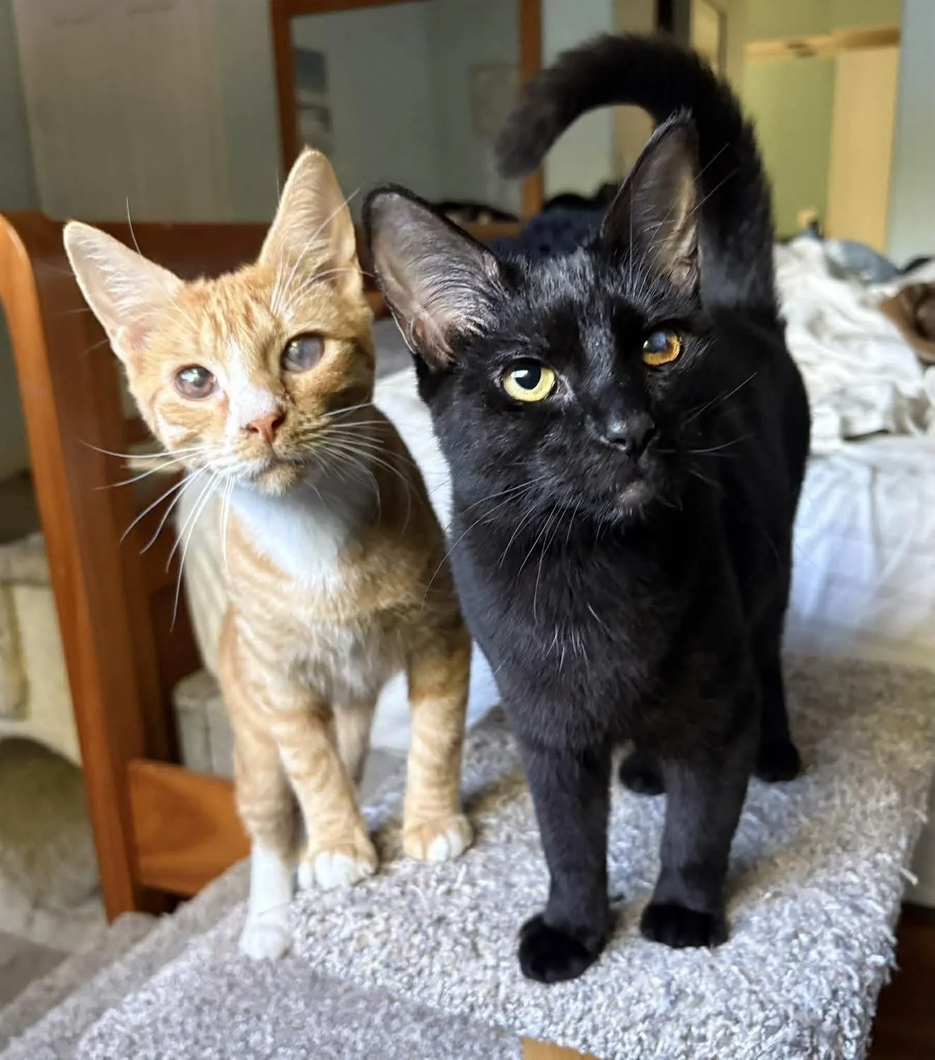 🏡💕 Your Future Lap Cat Is Waiting! 👀

Meet Gino 🧡 (orange) and Fenella 🖤 (black) &mdash; a 7-month-old brother-sister duo with major love to give. They were born at the Lil Abner trailer park and came into rescue due to eye issues, which were fu