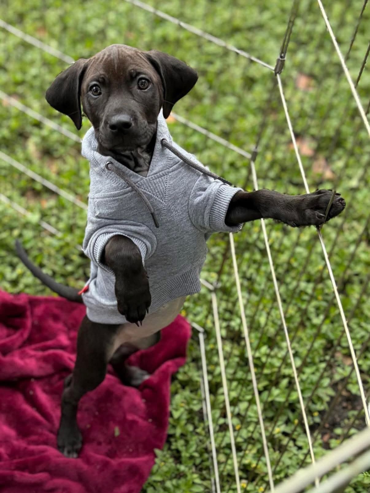 ✨ Nova is READY for adoption! ✨🐶💖

Meet Nova &mdash; a 10-week-old Vizsla mix weighing in at about 12 lbs of pure personality! 🧡 She&rsquo;s bold, loving, playful, and has an even bigger heart to match that puppy energy.

Nova is a certified cuddl