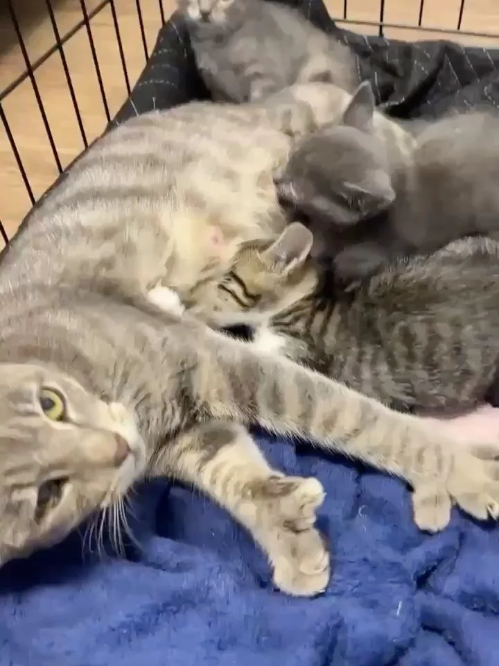 Safe Today Because a Foster Said Yes 💛🐾

Mama and her four babies &mdash; who were abandoned outside a local vet&rsquo;s office in a crate &mdash; are officially safe in a foster home. We are so incredibly grateful for the person who stepped up 🙏

