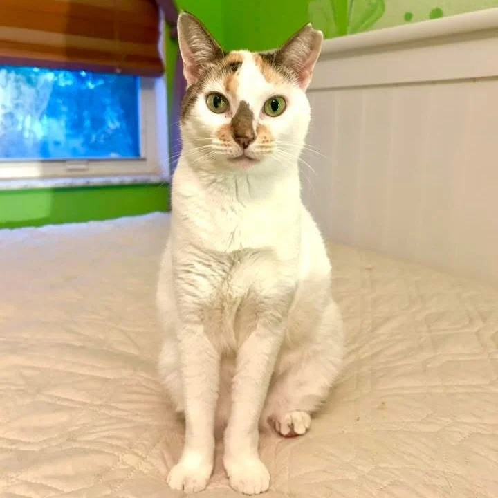 ✨ Meet Perla ✨

Perla means &ldquo;precious gem&rdquo; &mdash; and that&rsquo;s exactly what this stunning 4-year-old Calico is 💝🐾

Perla is incredibly loving and happiest when she&rsquo;s right beside her person. She could spend hours simply relax