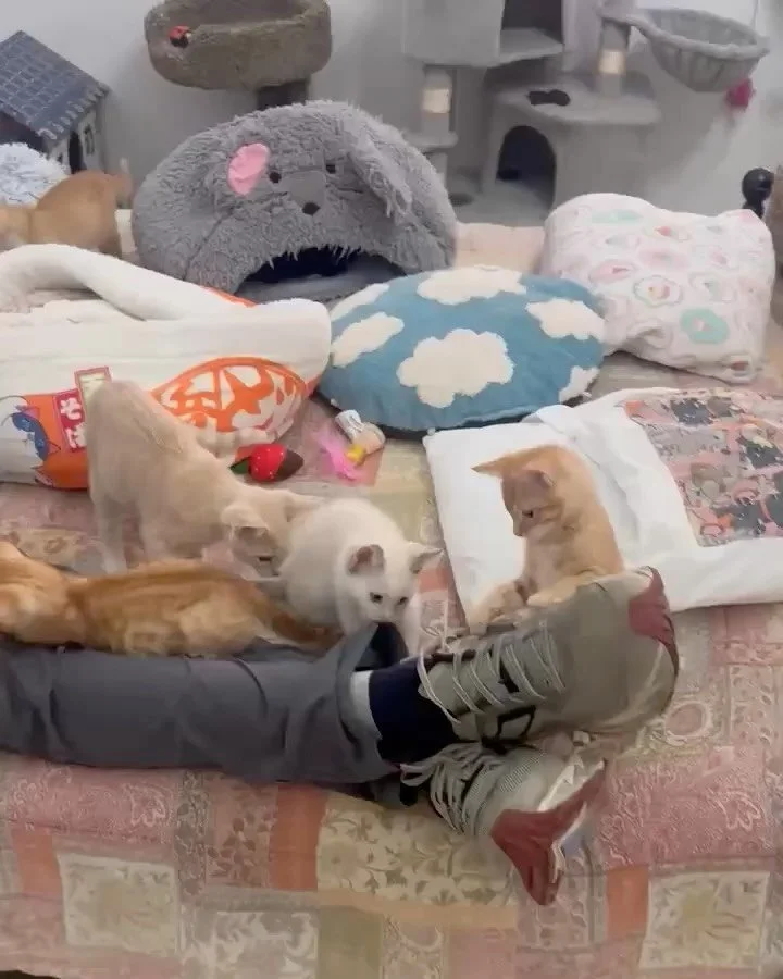 Okay but seriously&hellip; how many &ldquo;International / National / Global / Universal Cat Days&rdquo; are we up to now?! 😹

There&rsquo;s National Cat Day. International Cat Day. Global Cat Day. Probably &ldquo;Text Your Cat Back Day.&rdquo;

And