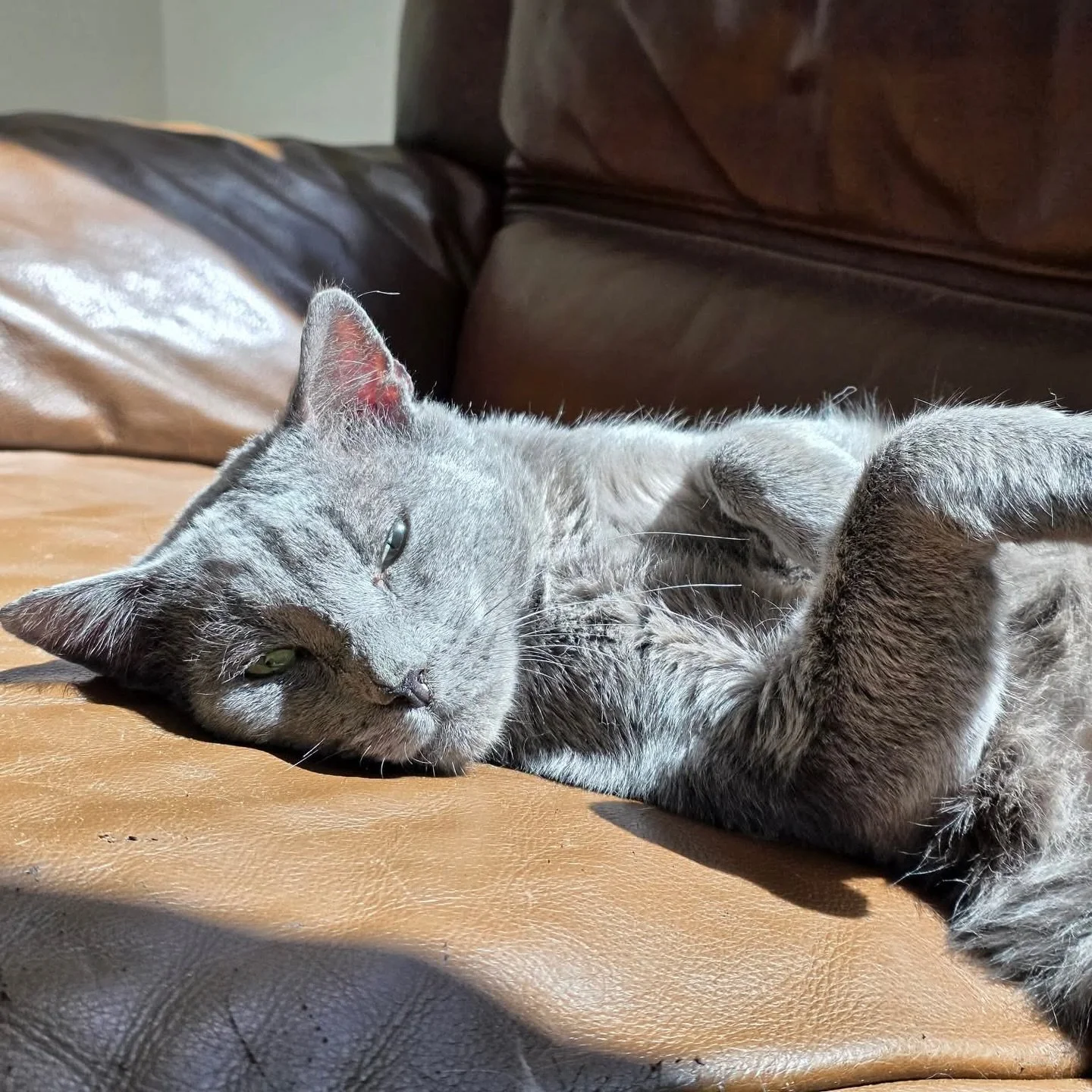 👑 From the streets to the seat&hellip; now Leo is the king of the couch.

After surviving life outside, Leo has discovered the good life &mdash; warm sunbeams, soft blankets, and lazy afternoons on the couch. Now all he&rsquo;s missing is a forever 