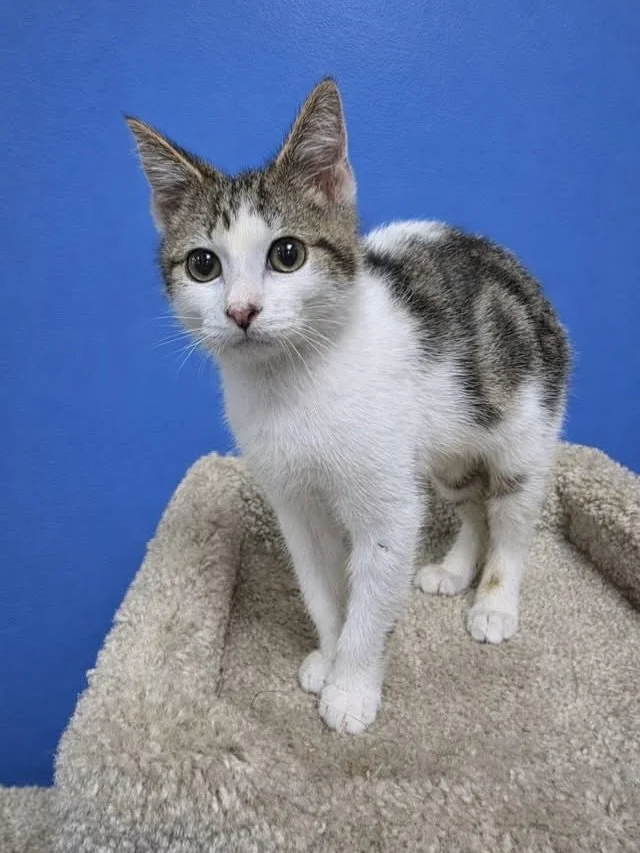 ⚠️ Medical photo &ndash; shared to show why Chef urgently needs surgery 

🆘 Emergency Surgery Needed for Chef 🆘

Our sweet kitten Chef needs your help. 💔

Chef came into rescue with his three siblings after they were found abandoned outside in a d