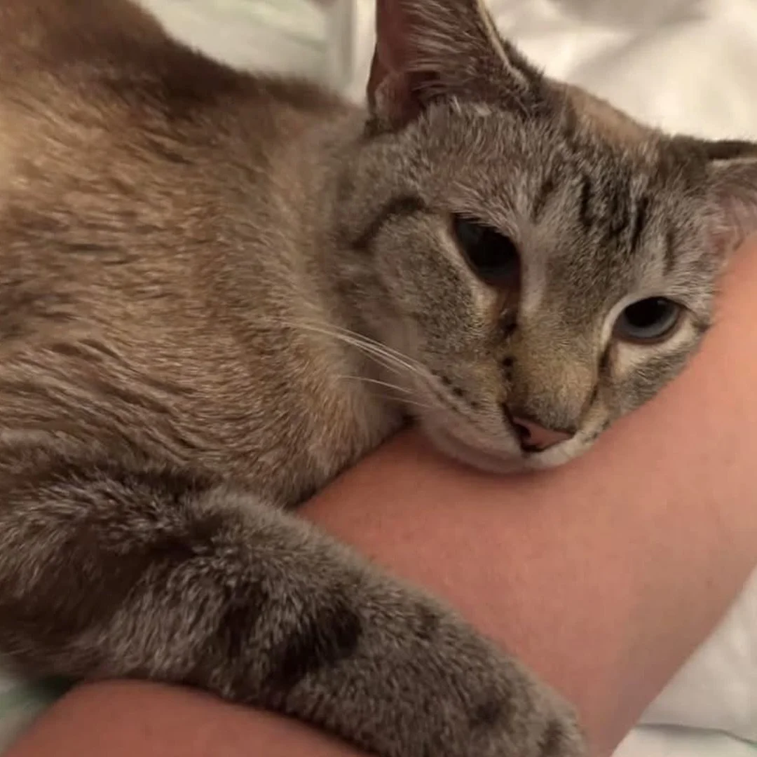 🐾 Foster or Adopter Needed for Bluebell 🐾

Bluebell&rsquo;s world was turned upside down.

For 9 years, she lived with the only human she had ever known. When her owner recently passed away, Bluebell suddenly lost everything familiar. Her owner&rsq