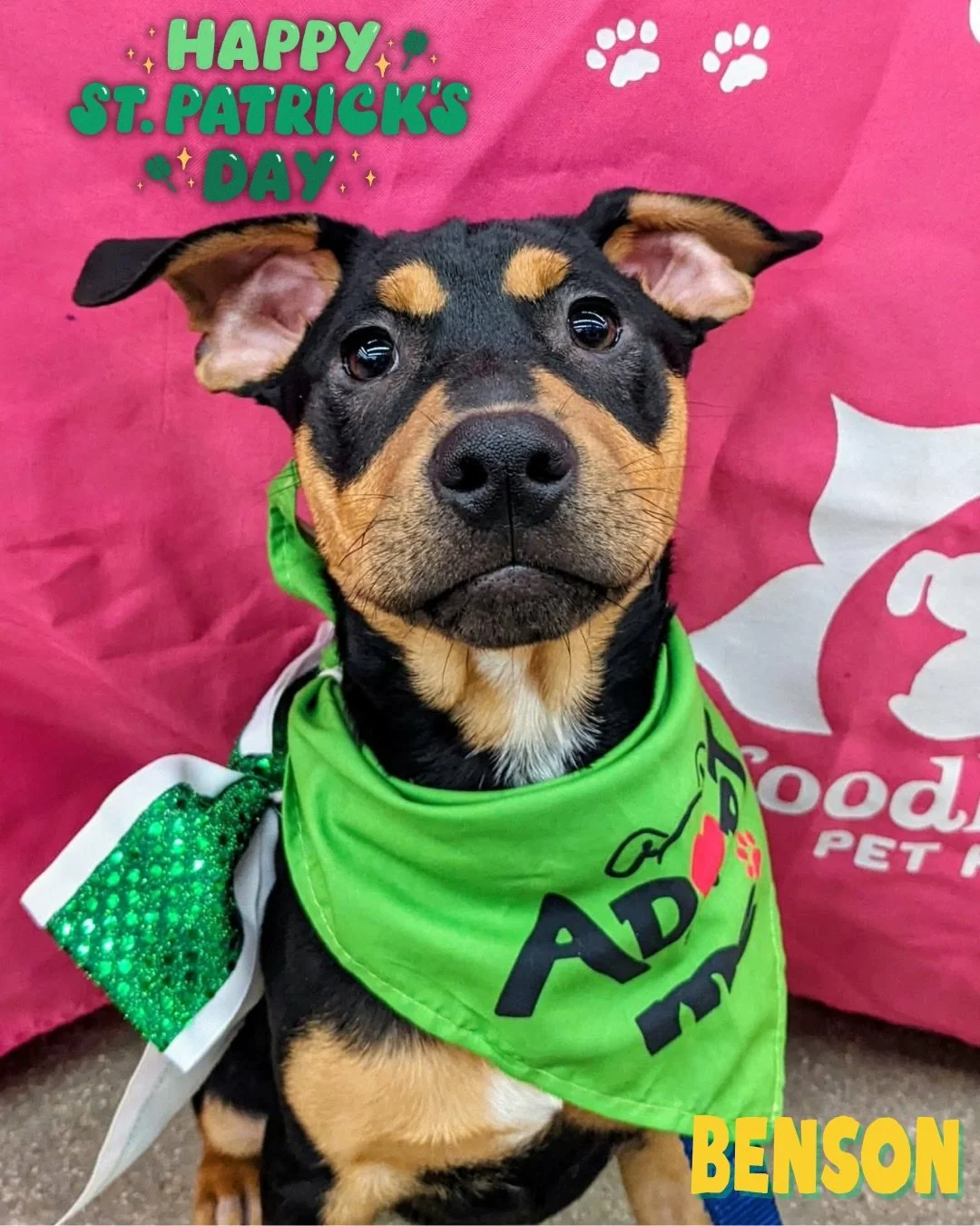 ☘️ Happy St. Patrick&rsquo;s Day from our lucky little crew! ☘️

Our adoptable pups &amp; kitties are feelin&rsquo; extra festive today&hellip; dressed in their best greens and ready to shamrock your world 💚🐾

Who needs a pot of gold when you could