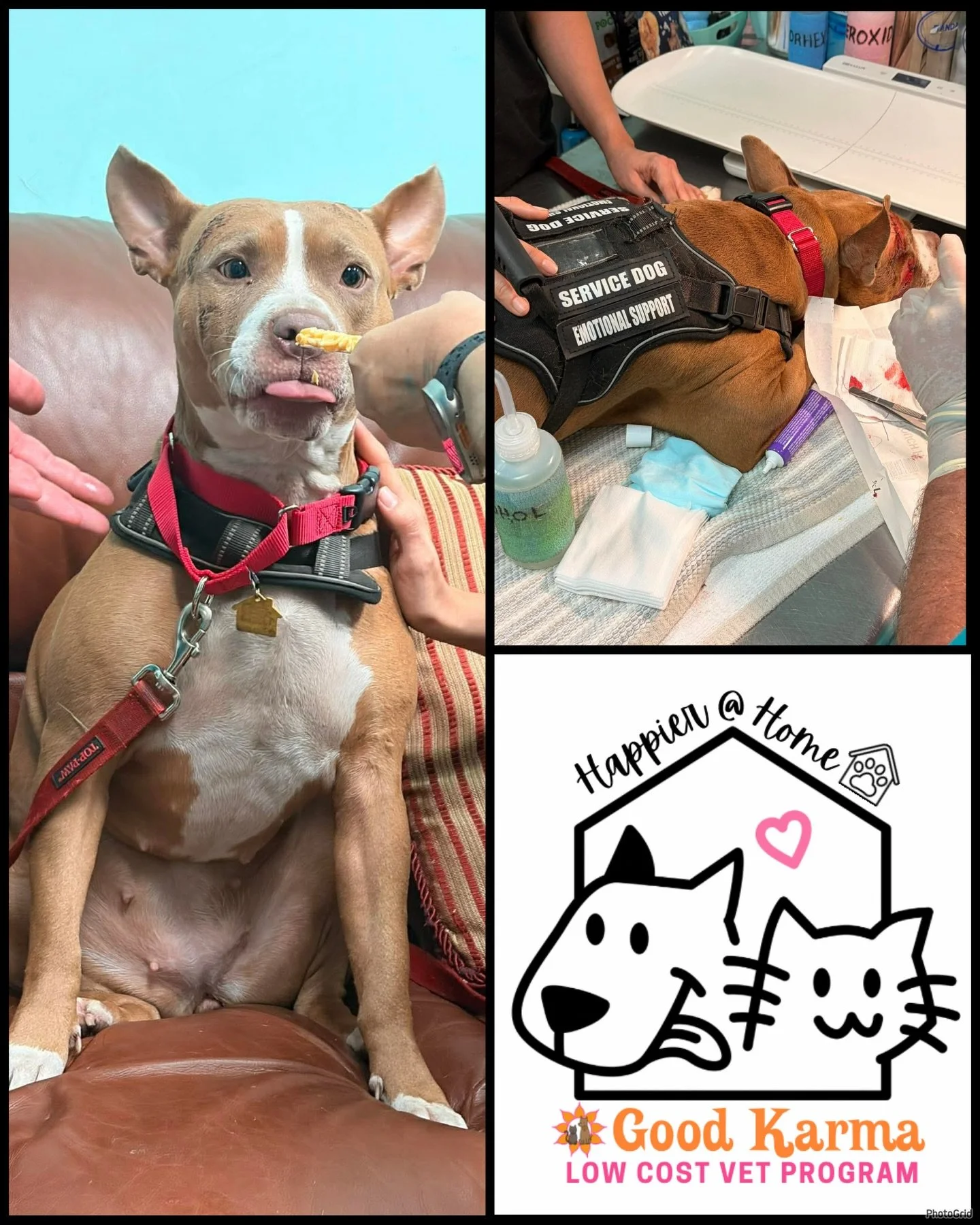 Today we had the pleasure of meeting Princess through our &ldquo;Happier @ Home&rdquo; program. 

She&rsquo;s a service dog for her dad, an army veteran who has hit some hard times. 

Princess got attacked by another dog and needed surgery to clean a