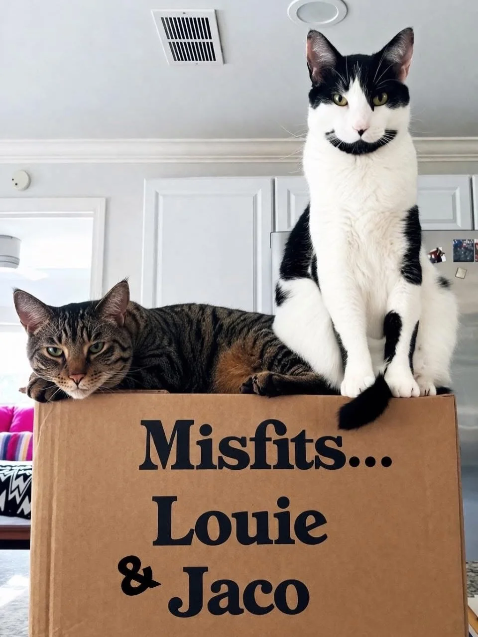 You guys&hellip; meet Louie &amp; Jaco 🐾💙
The perfectly unbalanced (but absolutely perfect) brother duo you didn&rsquo;t know you needed.

At about 7.5 years old, these bonded boys have truly mastered the art of balance&hellip; just not in the way 