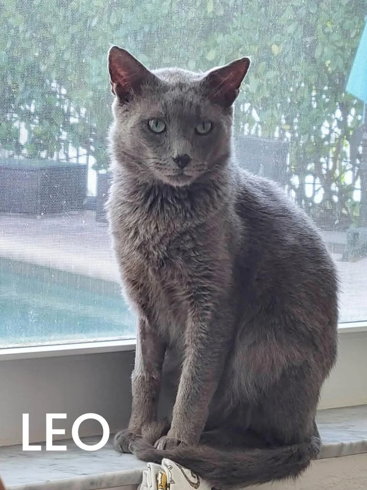 You guys, Leo has been waiting. Not the casual, passing kind of waiting&hellip; the kind that stretches across days, weeks, and somehow turns into &ldquo;too long.&rdquo; 

Leo is a stunning 4.5 year old Russian Blue with soft silver fur and eyes tha