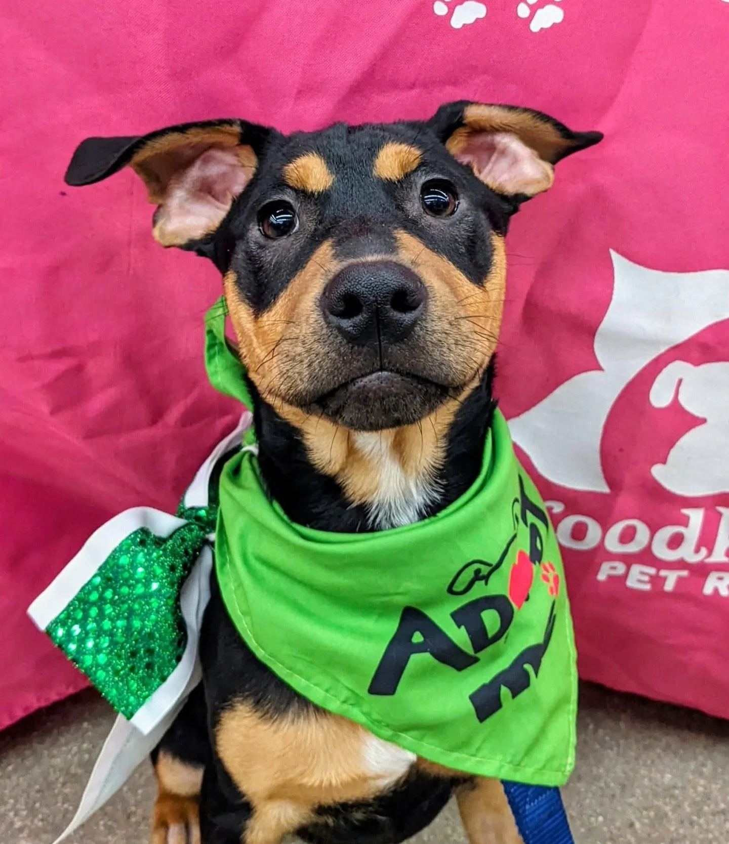 Meet Benson Bama!!! 🐶💛

This 4 month old lab/terrier mix is expected to be around 40&ndash;50 lbs full grown&mdash;and he&rsquo;s everything you&rsquo;d want in a puppy. Playful, sweet, and ready to soak up all the love life has to offer. 🥹

Benso