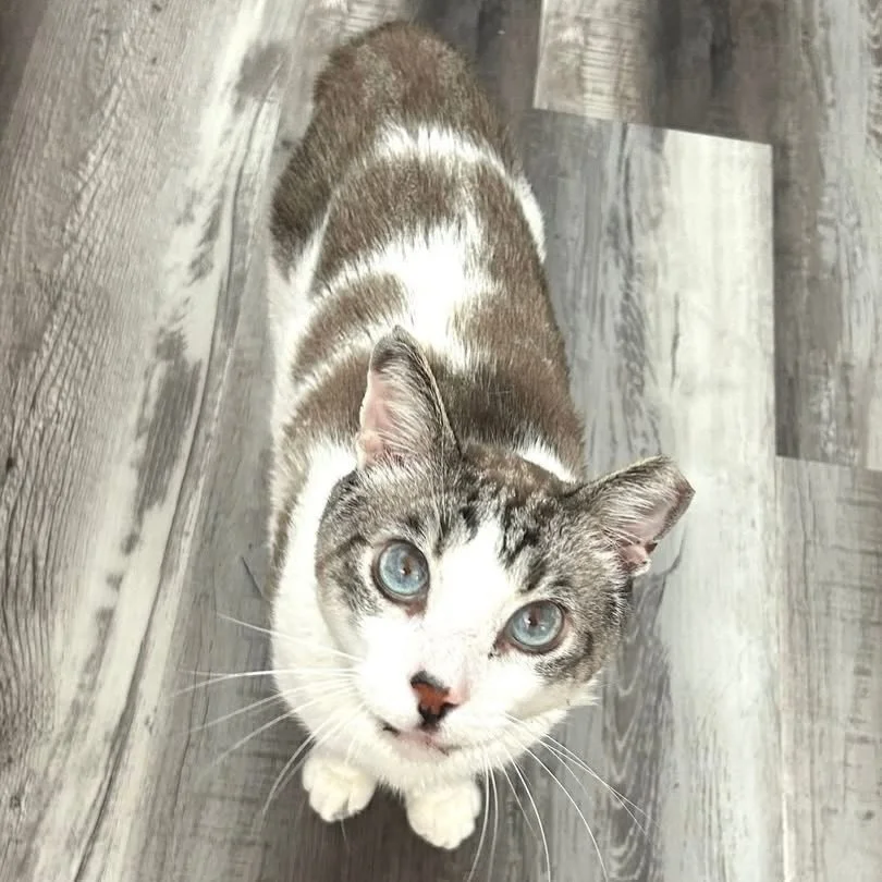 📣 ARLO IS READY FOR HIS FOREVER 📣
Can you help him get adopted? 

Meet Arlo ✨ &mdash; a gentle, soulful boy who&rsquo;s ready to finally have a family to call his own 🐾

Arlo was once abandoned on the streets&hellip; left to fend for himself while