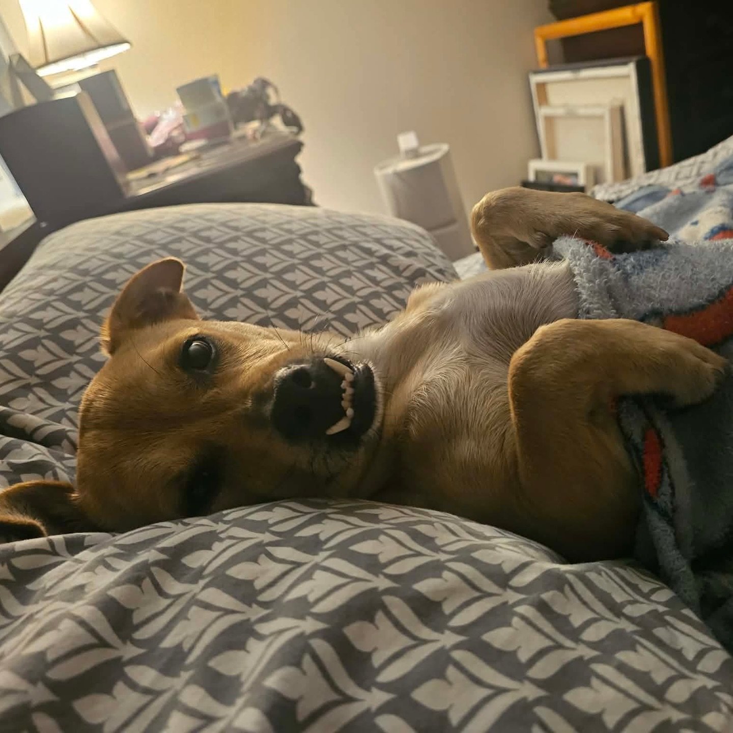 🎬 The Many Lives of Hero &mdash; Week 6: Rest &amp; Recharge 💤🐾

After weeks of adventures&hellip;
🏈 Big games
🥇 World stages
🍻 Spring break chaos

Hero is officially clocking out. ✋

These days, he&rsquo;s dreaming of something a little quiete