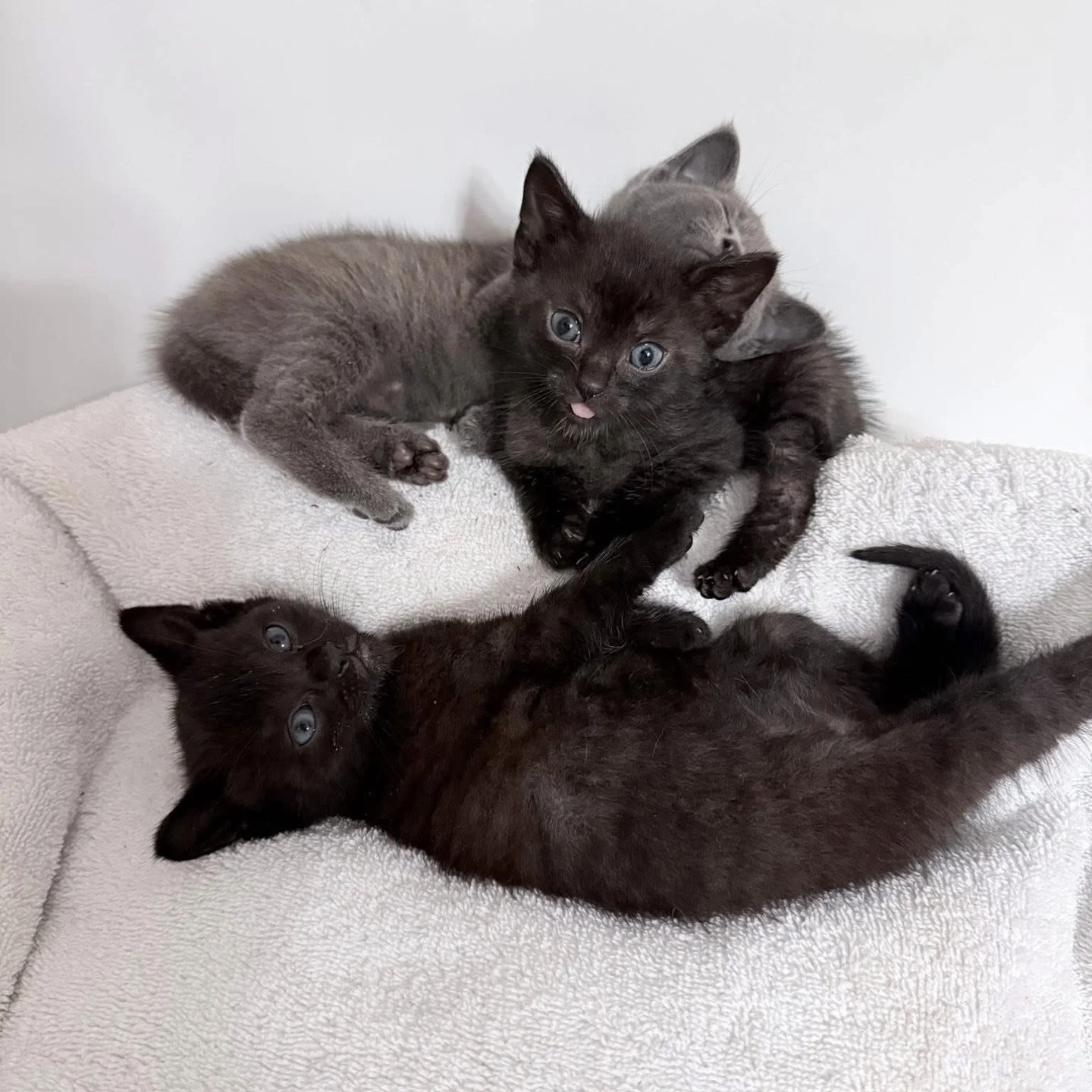 No April Fools here&hellip; these kittens are very much real and currently in our care! 🐾 And right now, we have 140 kitties in our foster homes 🙀

Kitten season is officially HERE&hellip; and we&rsquo;re already feeling it in a big way 🍼🥺

😸 HE