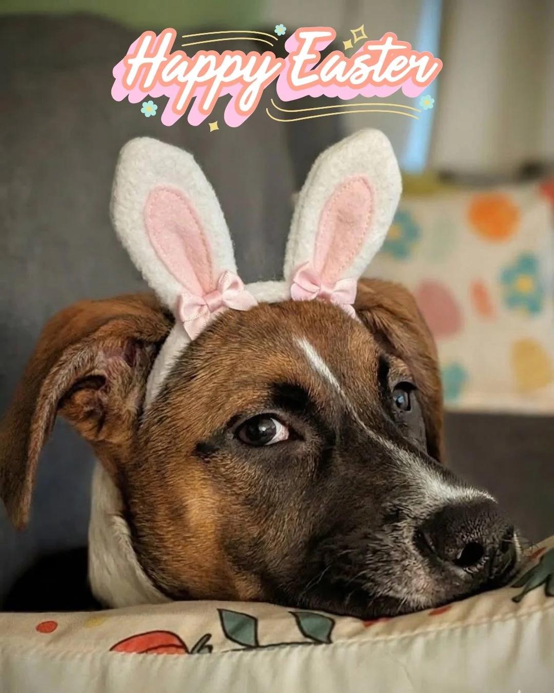🐰🌸 The Easter Bunny Made a Stop at Good Karma! 🌸🐰

And let&rsquo;s just say&hellip; he has excellent taste in adoptable pets 💁&zwj;♀️✨

Lola, Skye, Zeus, and Blaze were all ears (literally 🐶🐰) soaking up the Easter fun&hellip; while Jaco &amp;