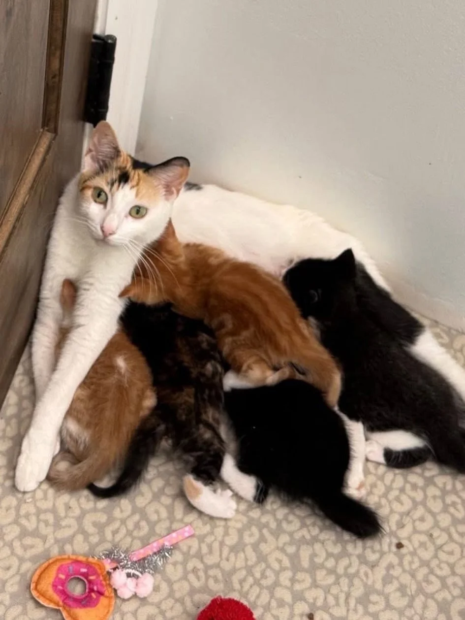 ⚾️🐾 MEET OUR OPENING DAY CREW!! 🐾⚾️

Step up to the plate and meet Mama Pearl ⚾️ and her all-star lineup of tiny rookies&hellip;

✨ The Starting Lineup:
⚾️ Judge &ndash; ginger &amp; white male
⚾️ Harper &ndash; tuxedo female
⚾️ Skenes &ndash; ging