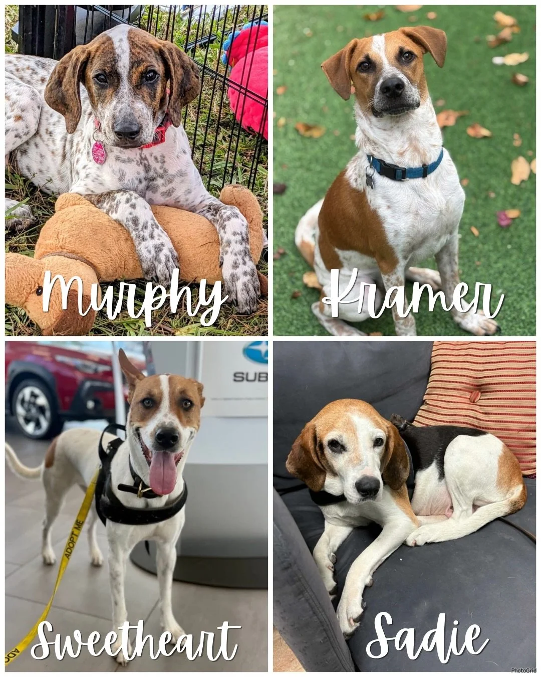 🐶 HOUNDS vs BULLDOGS 🐾

We&rsquo;ve got two squads&hellip; but only ONE can win 👀

🤎 Team Hounds: Murphy, Kramer, Sweetheart, Sadie
🐾 Team Bulldogs: Bowie, Bellini, Pebbles

Same color vibes&hellip; VERY different personalities 😏

So tell us&he