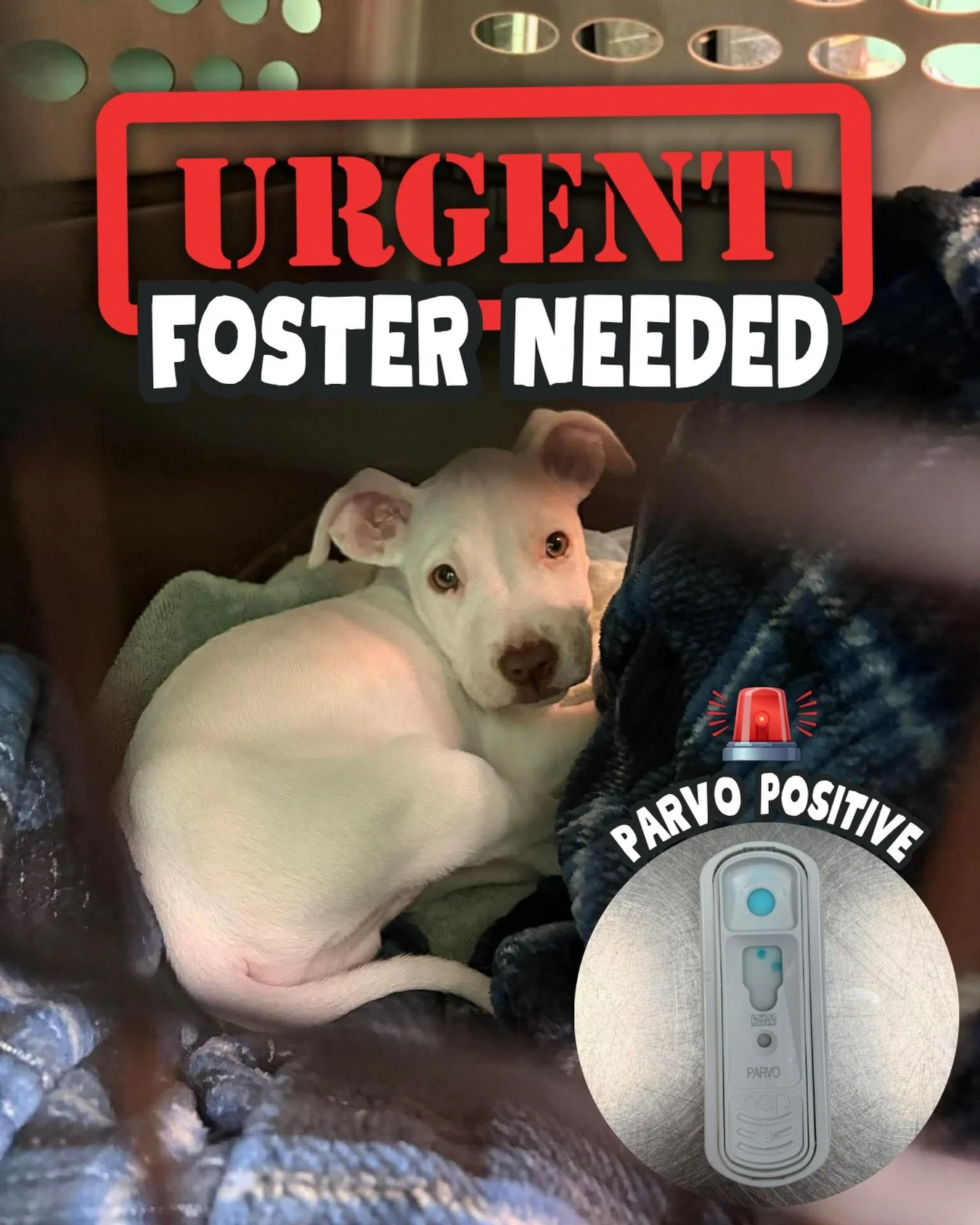 🚨 URGENT: PARVO POSITIVE PUPPY NEEDS A HERO TODAY 🚨

We are absolutely heartbroken&hellip; a parvo positive puppy was abandoned at our office and we have nowhere for him to go 💔

Our office is NOT equipped to house animals overnight, and this baby