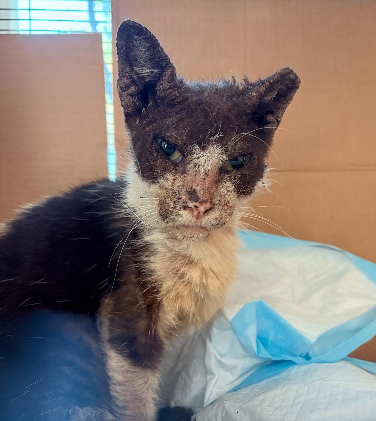 Valeria is the definition of Transformation Tuesday 🥹✨

Rescued back in February during those cold snaps, this sweet senior girl was in rough shape&hellip; crusted over with mange, barely able to move, and clearly down on her luck. But thanks to one