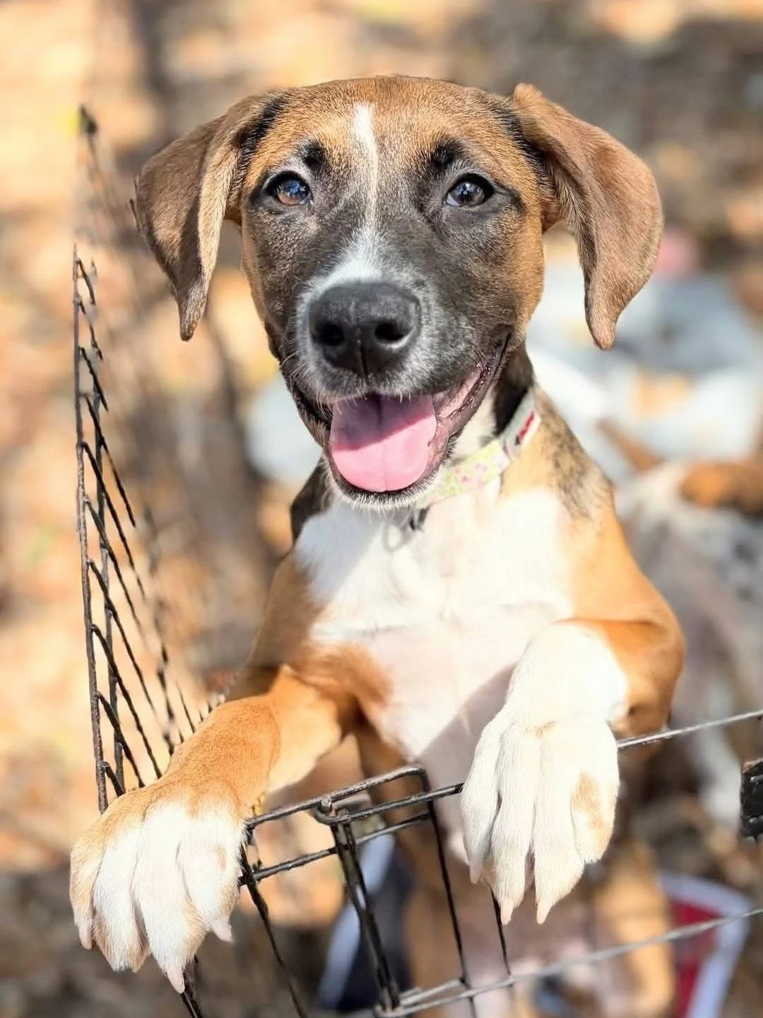 Did someone say treats?! 🦴👀 Lola heard that loud and clear&hellip; and she&rsquo;s officially on the lookout for her forever humans! 🌸🐾

At just 5 months old, this sweet girl is already:
✨ Potty trained (gold star student!)
✨ An expert listener (