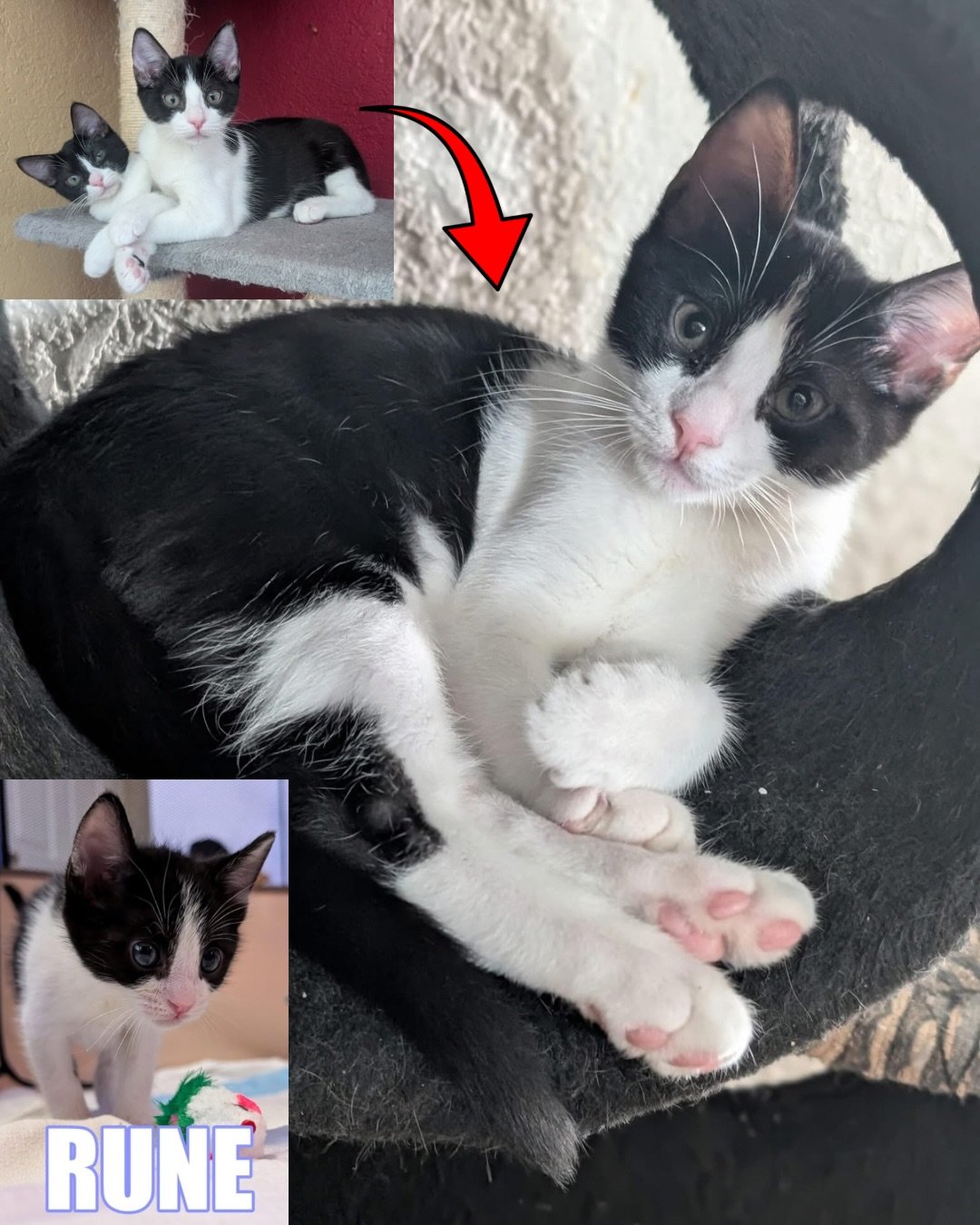 ✨🐾 TRANSFORMATION THURSDAY 🐾✨

From tiny bottle babies 🍼 to total cuddle pros 💕&hellip; just LOOK at Rune &amp; Ziggy now!! 😍

These two grew up in foster care getting all the love, snuggles, and TLC&mdash;and it shows 🥹💛

Meet the stars of to