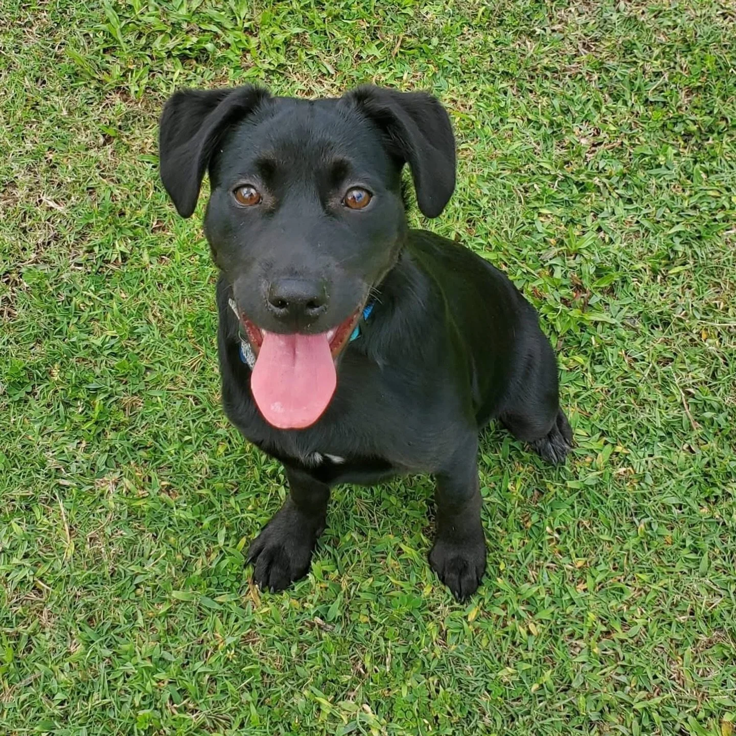 🐾 Meet Phantom 🖤✨

Say hello to Phantom, a 5-month-old Lab mix who&rsquo;s already stealing hearts left and right 😍🐶

This playful little guy is full of energy, curiosity, and puppy charm&mdash;always ready for a game, an adventure, or a cozy cud
