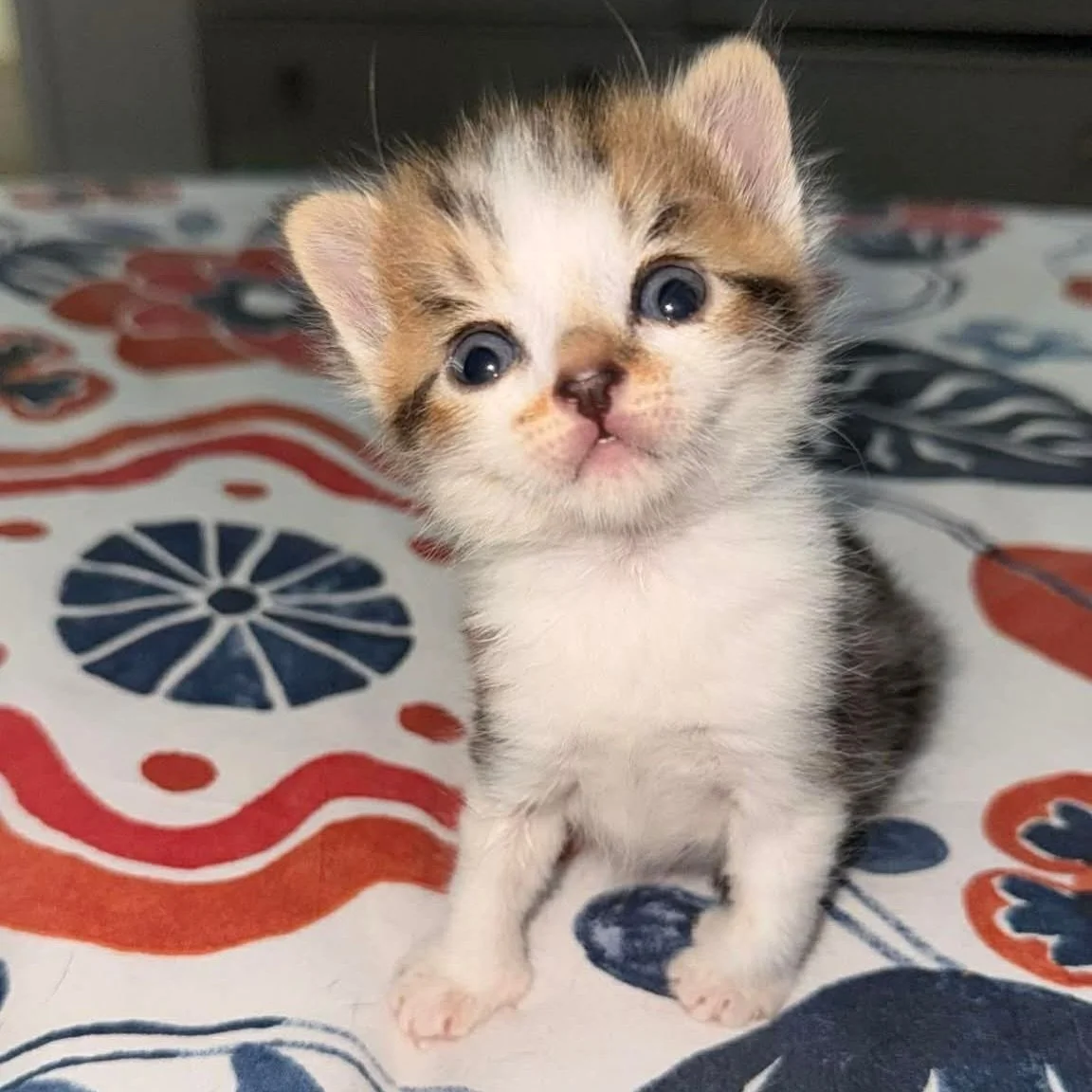 🚨🐾 #NewRescueAlert 🐾🚨

Meet Gunnar 💙

Just 48 hours ago, this tiny 3-week-old kitten was found in the middle of a busy road&mdash;alone, injured, and with a large bump on his head 💔 A Good Samaritan stepped in, and now he&rsquo;s safe with us a