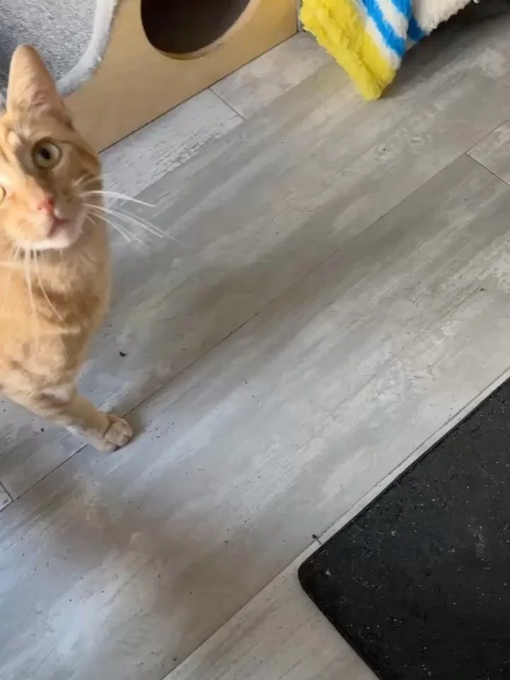🍊 Meet Sebastian 🍊

This big hunk of love is searching for his forever home 🧡🐱

Sebastian is a handsome ginger tabby with the sweetest soul. He&rsquo;s playful when the mood strikes, but honestly? His favorite thing is just hanging out with his p