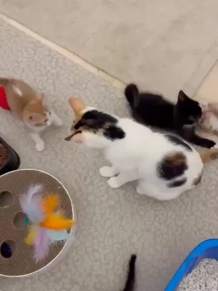 💐 Happy Mother&rsquo;s Day to all the amazing mamas out there 💐

Today we&rsquo;re celebrating the rescue moms &mdash; the ones raising wild little kittens, nursing hungry puppies, keeping everyone clean, safe, fed, and somehow still tolerating the
