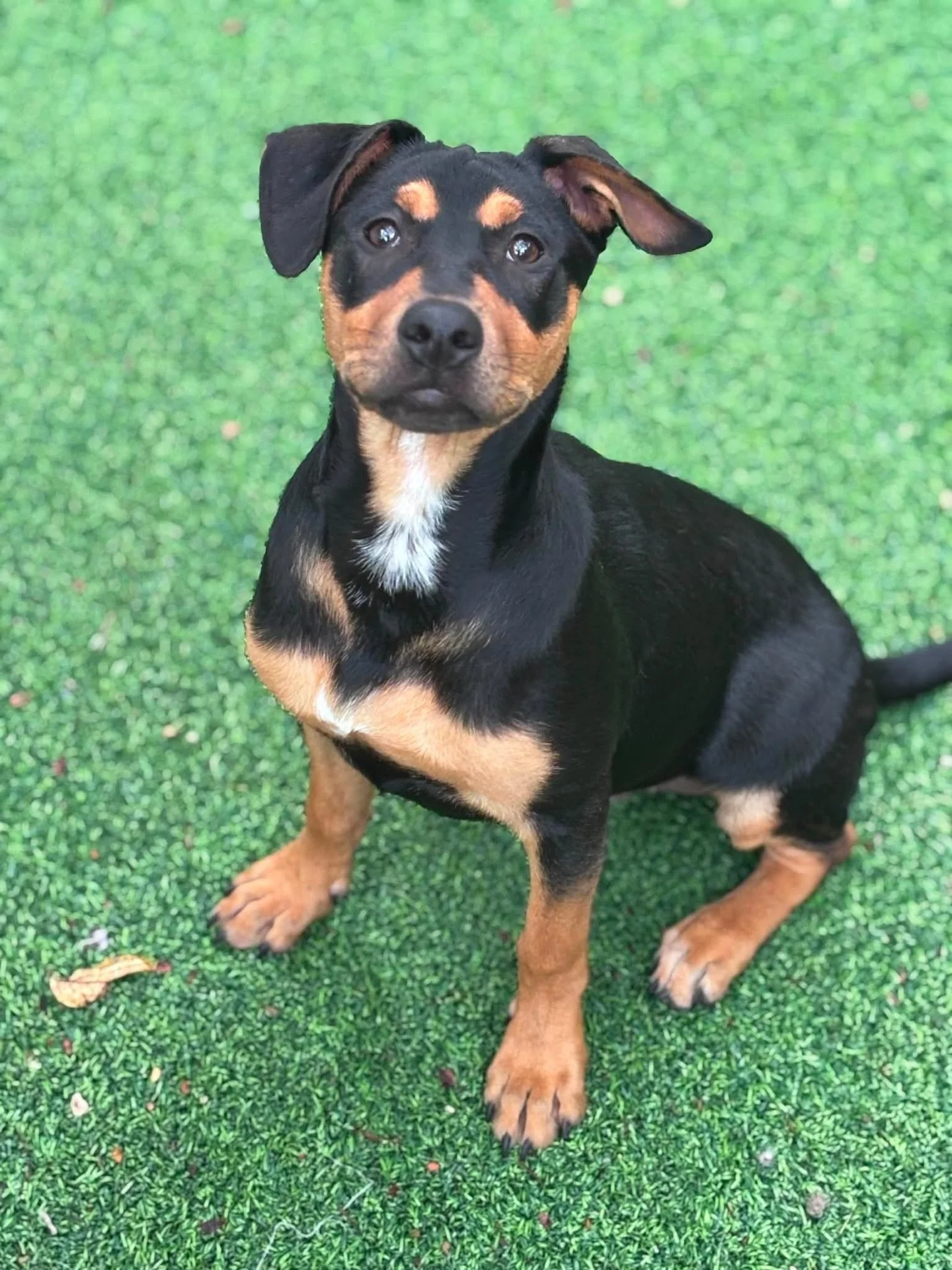🐾 Meet Benson Bama!! 🐾

This handsome 5.5-month-old mutt is ready to find the forever family he&rsquo;s been dreaming of 💛 Estimated to be around 40&ndash;50 lbs full grown, Benson is the perfect mix of sweet, mellow, and playful!

✨ Housebroken
✨