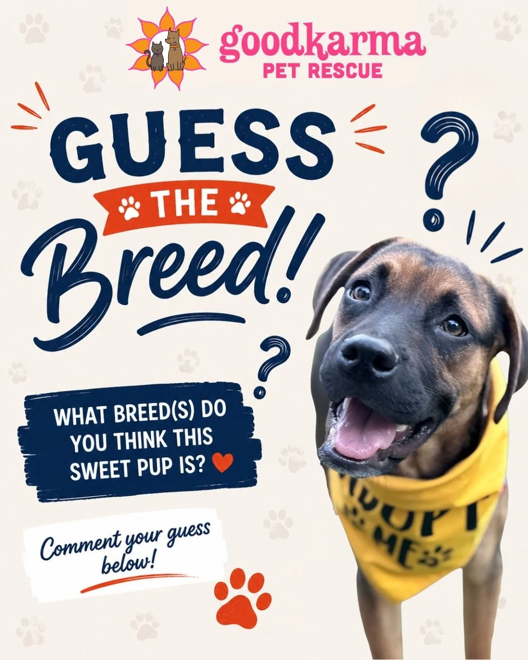 🎰 Time to play&hellip; GUESS THE BREED! 🎰🐾

We&rsquo;re bringing back one of our favorite games and this pup is TOO good not to use 😍

Take a close look&hellip; those ears, that face, those puppy dog eyes 👀🐶
What breed(s) do YOU think this swee