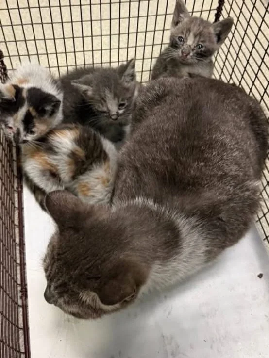 💔🐾 Rescued&hellip; just in time 🐾💔

This mama and her 4 tiny babies came to us in heartbreaking condition &mdash; truly the dirtiest kitties their foster has ever seen 😞 Covered in fleas, weak, and uncomfortable&hellip; and every single one of t