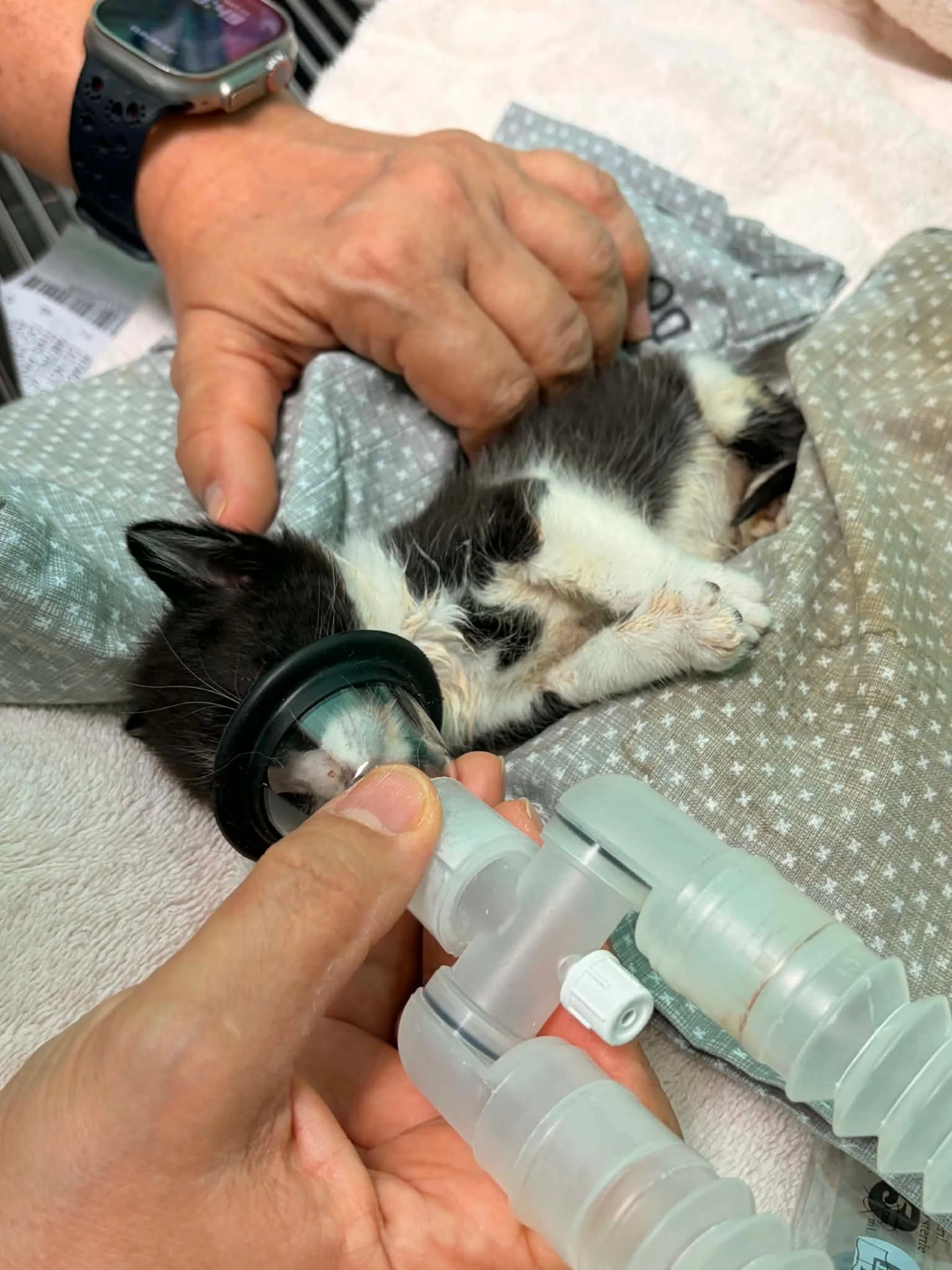 We are sorry to share that the kitten abandoned on our sidewalk corner did not make it 💔

We were not prepared for this. We had to wait for a vet to come but everyone did try 🥺

We humanely put the kitten to sleep. It&rsquo;s something this kitten 