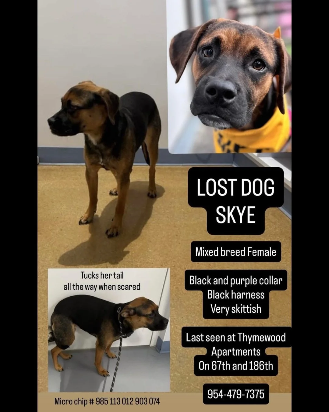 🚨🐾 BOLO: PLEASE HELP US FIND SKYE 🐾🚨

We are urgently asking for the community&rsquo;s help to find Skye, one of our recently adopted puppies who has gone missing 💔

Skye was adopted on 4/4/26 and escaped from her new home. Her family has been o