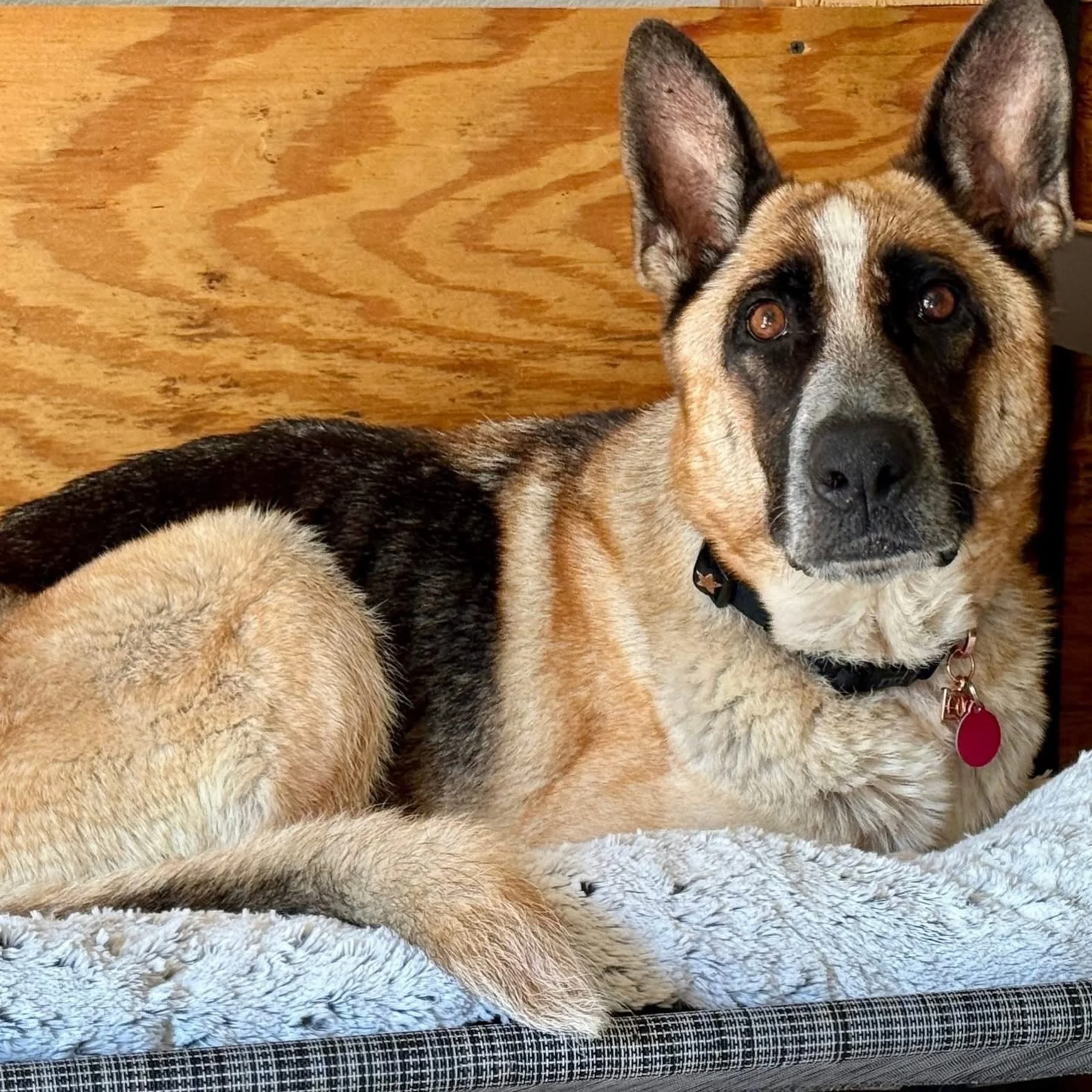 Have you ever heard of a Panda Shepherd? 🐼🐾
Yeah&hellip; we hadn&rsquo;t either until one of YOU commented it on our last post about Lucy &mdash; and now we totally see it 🥹

Mama Lucy Love is officially DONE raising her babies and ready for her n