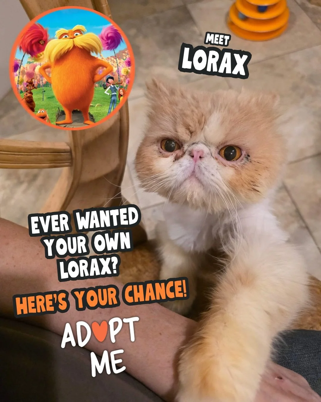 🧡 MEET LORAX 🧡
(Yes&hellip; he absolutely speaks for the treats 🤭)

Lorax was found wandering the streets of Miami completely matted beyond belief, unneutered, and clearly in rough shape. Thankfully, a kind Good Samaritan scooped him up and did ev