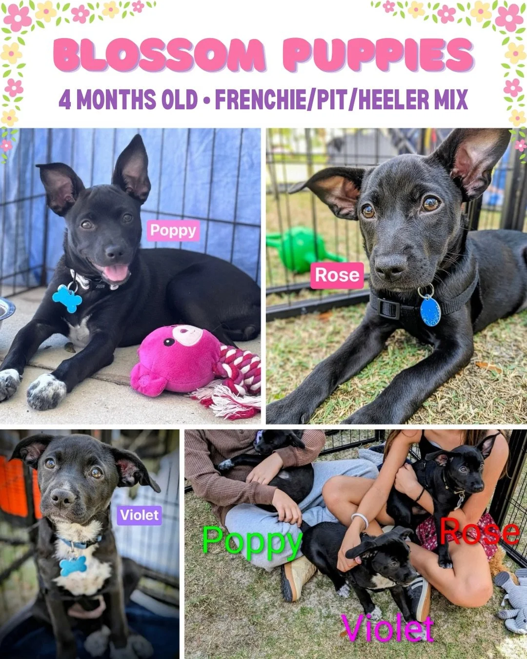 🌸🐾 BLOSSOM PUPPIES AVAILABLE FOR ADOPTION 🐾🌸

Meet Rose, Violet, and Poppy &mdash; three adorable sisters still waiting for their forever families! These sweet girls are now 4 months old and growing into the BEST little companions 🥹💕

Their mam
