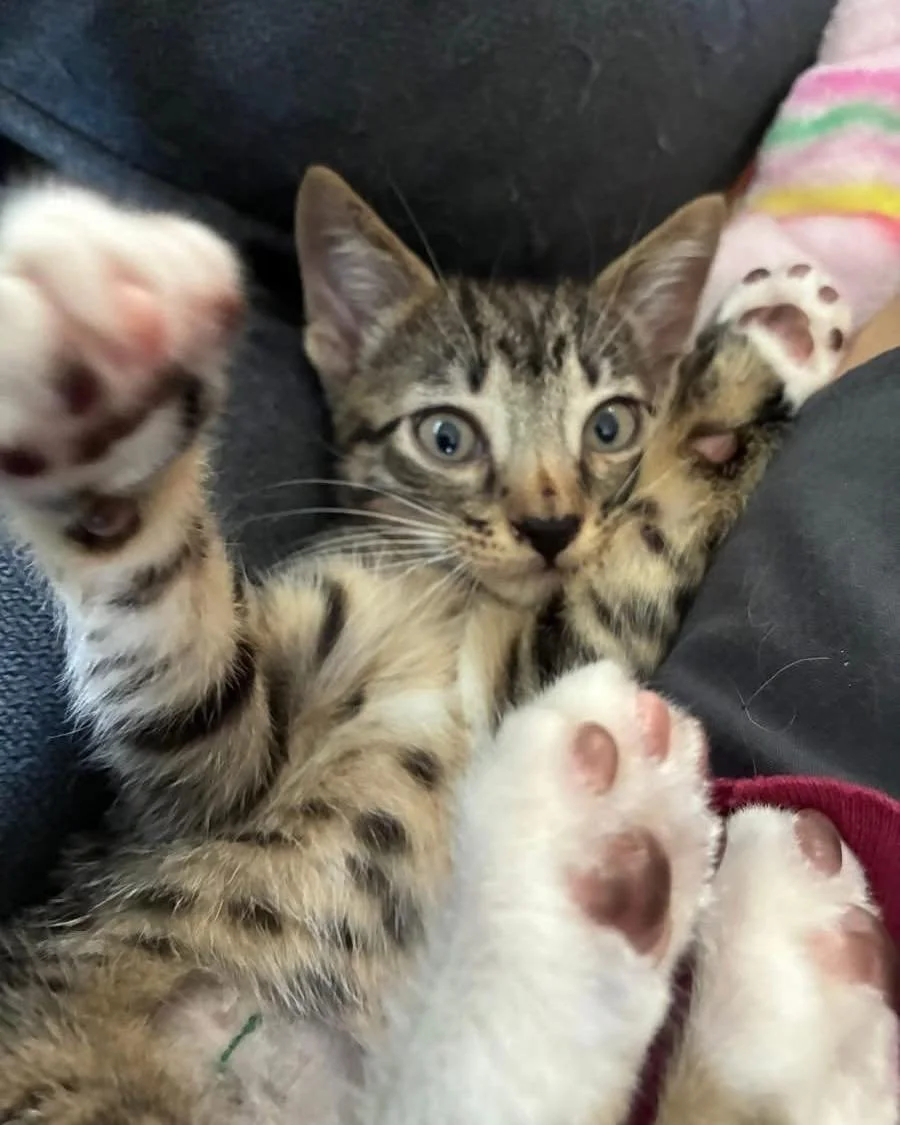 Meet Alvin &mdash; the cutest 2-month-old baby!

He loves to play and will sit by your side every chance he gets. Alvin is a loving, friendly little baby with a sweet personality that will melt your heart.

He is fully vetted and ready for his foreve