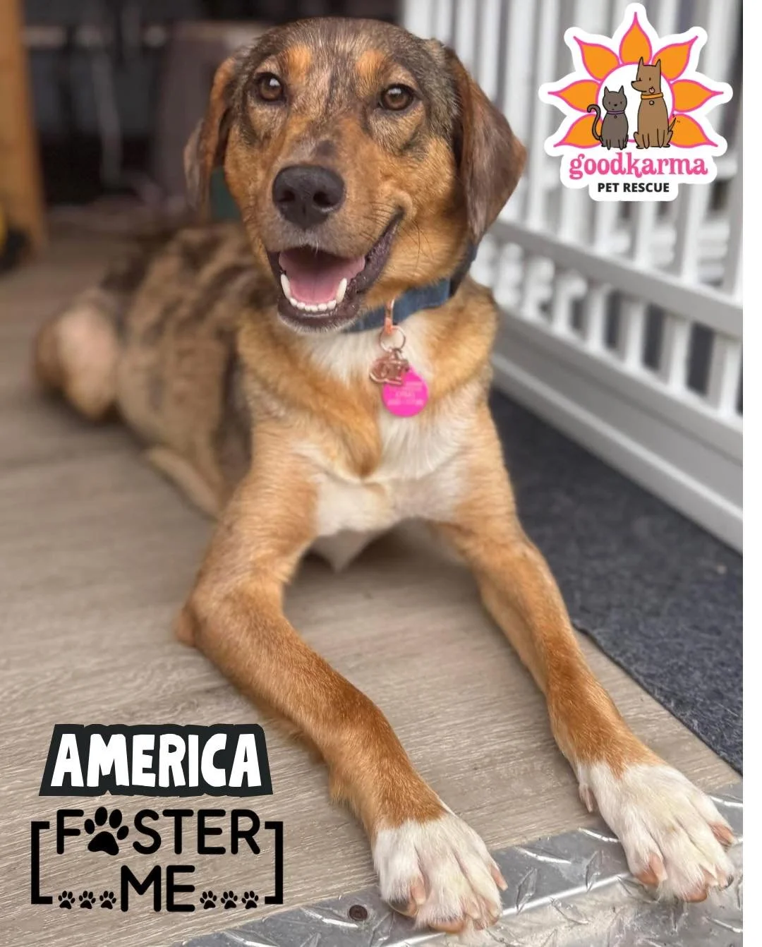 🇺🇸 AMERICA FREEDOM (yes, that&rsquo;s really her name!) needs a foster! 🇺🇸🐾

America Freedom is the sweet Aussie mix mama who arrived at Good Karma on Memorial Day with her 6 puppies in tow ❤️ While she&rsquo;s busy being an amazing mom right no
