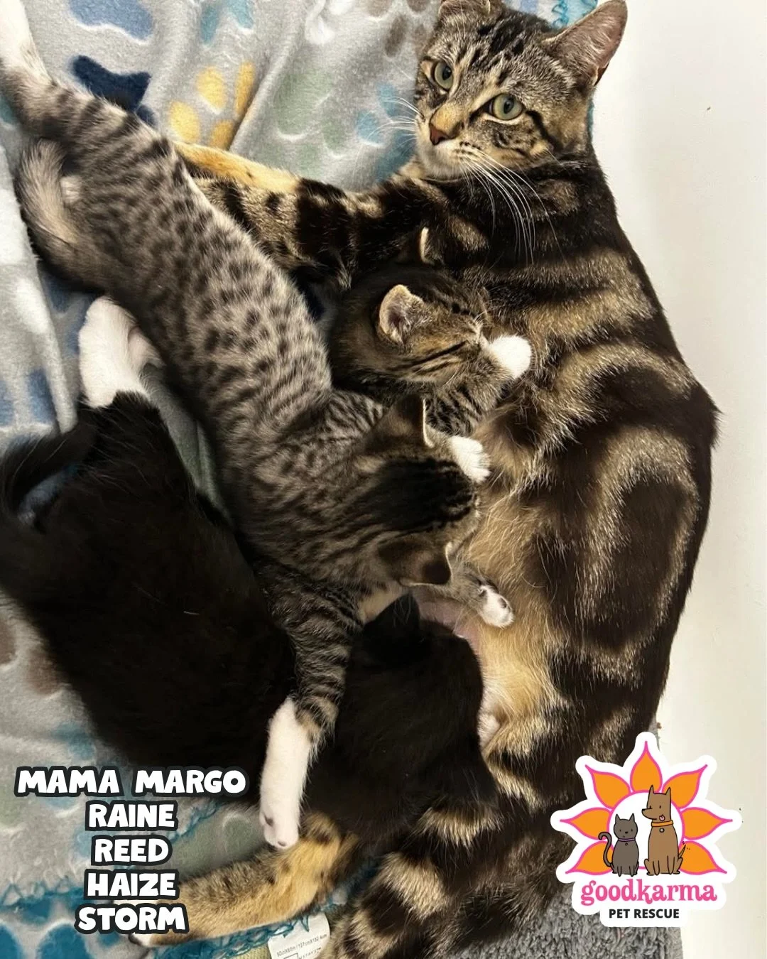 🐱🚨 KITTEN SEASON IS HERE&hellip; AND IT&rsquo;S HITTING HARD. 🚨🐱

These are just a few of the mama cats and kittens we&rsquo;ve taken in over the last week or so 🥹

Meet Mama Margo, Mama Wish, Mama Sasha, Mama Chalupa, Mama Sibbie, and their bab