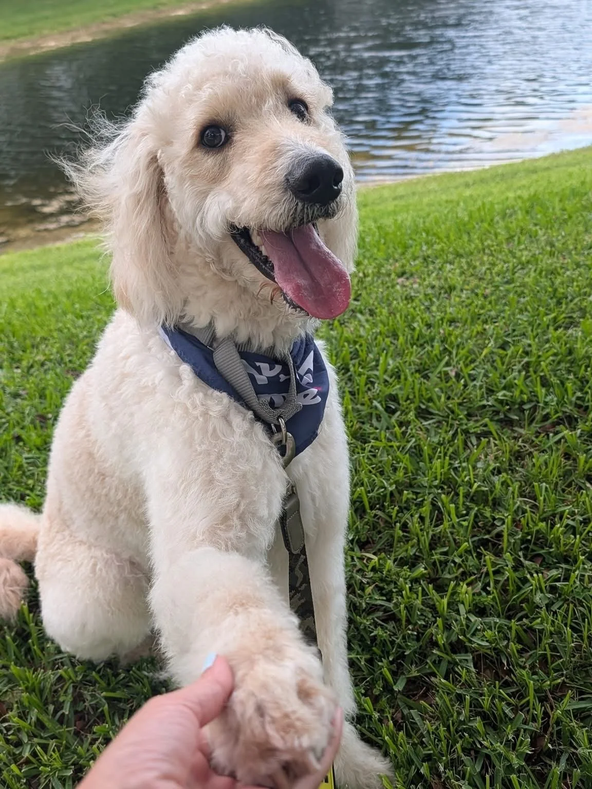 🐾✨ ADOPT COOPER ✨🐾
Apply to adopt: GoodKarmaPetRescue.org/dogs

Meet Cooper, a 1 year old Goldendoodle with a heart as big as his fluffy frame! ❤️

We&rsquo;ve heard that photos make him look smaller than he really is, but Cooper is actually a pret