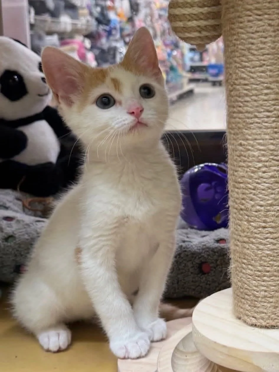 🐾🧡 Meet Almond! 🧡🐾

Can we find this sweet little guy his forever family? 🏡✨

At just 8 weeks old, Almond is the perfect mix of playful kitten energy and snuggly affection. 😻 He loves to explore, play, and then curl up for some love when he&rsq