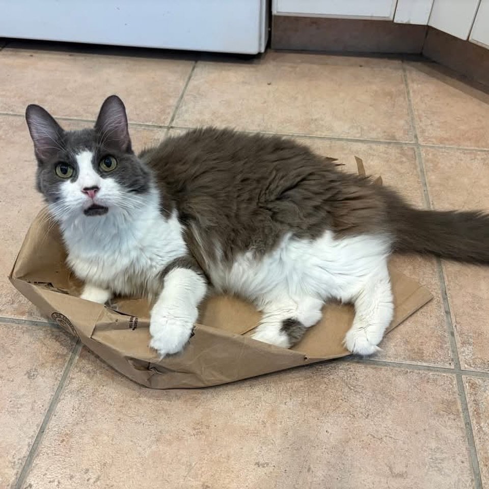 😼 Looking for a calm, easygoing cat who loves everyone? Keep looking&hellip; because Lilith is definitely NOT the one. 😹

At 10+ years old, Lilith knows exactly what she wants in life, and she&rsquo;s not afraid to make it known. This beautiful sen