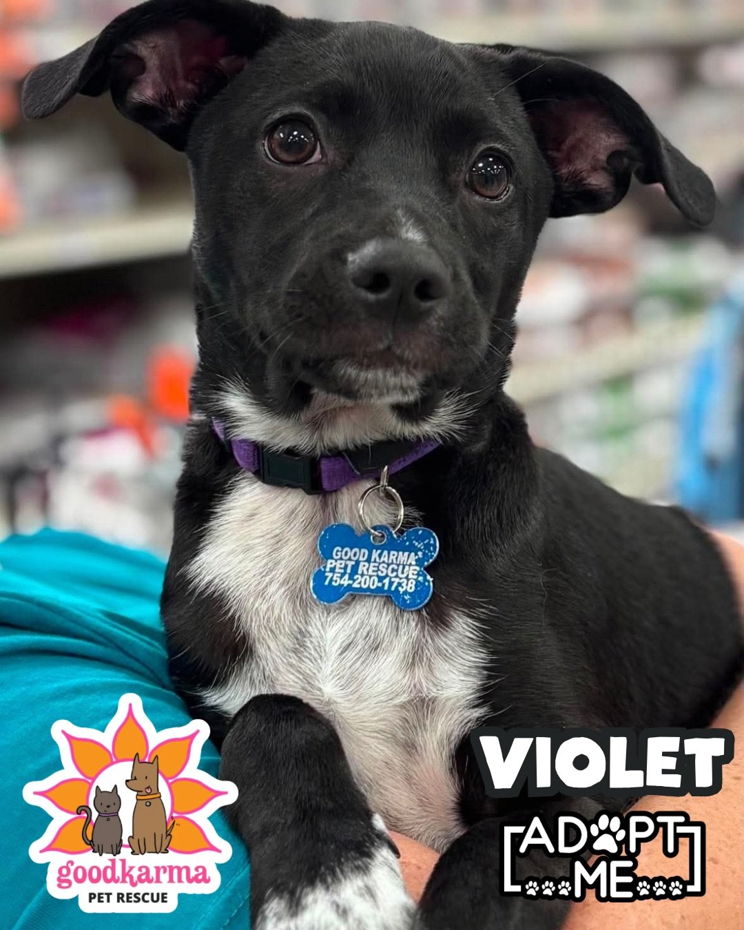 🌸🐾 Meet Violet Blossom! 🐾🌸

Violet Blossom is a 4 month old Frenchie/Heeler mix with a big personality and an even bigger heart 💖

Expected to be around 30 pounds when fully grown, Violet is the perfect mix of playful puppy energy and sweet affe
