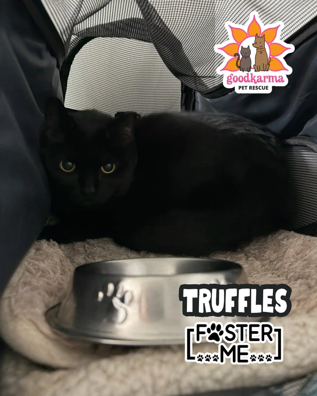 Today&rsquo;s rescue update brought to you by&hellip; &ldquo;We do this for animals, not for people.&rdquo; 💔

We can&rsquo;t even think of a creative spin or PSA on this, it&rsquo;s just terrible. We adopted Truffles out in January of 2025. She was