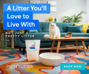 A cozy living room with a white fluffy cat sitting on a wooden coffee table, a bag of Pretty Litter on the floor, a colorful rug, teal sofa with yellow and blue cushions, and plant decor. Text overlay promotes Pretty Litter, emphasizing it as a pretty litter for a happy life, with a shop now button.