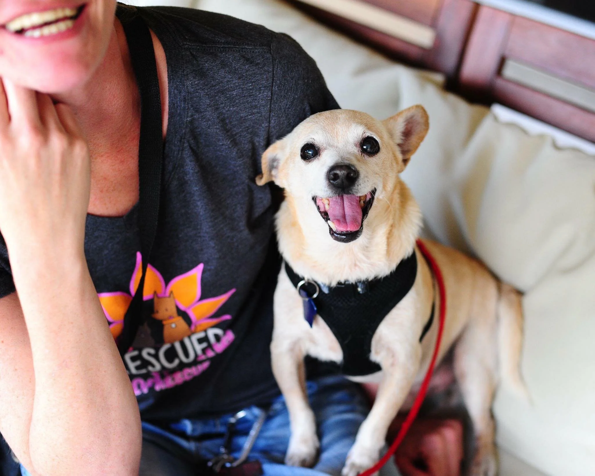 Adoptable dog at Good Karma Pet Rescue of South Florida's adoption event 