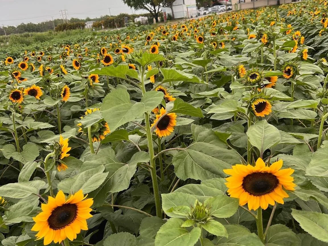 Sunflowers at Bedner's Farm - Good Karma Pet Rescue Event